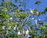 Silk Cotton Tree {Ceiba pentandra} Heirloom NONGMO 20 seeds - £2.49 GBP
