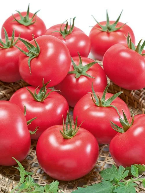 Porter Tomato Seeds - (great for canning &amp; growing in containers)  - $13.59