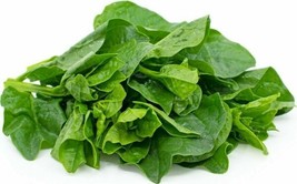 ENIL 50 Of Green Malabar Spinach seeds MongToi Mu er cai Ceylon spinach Vine Spi - £2.33 GBP