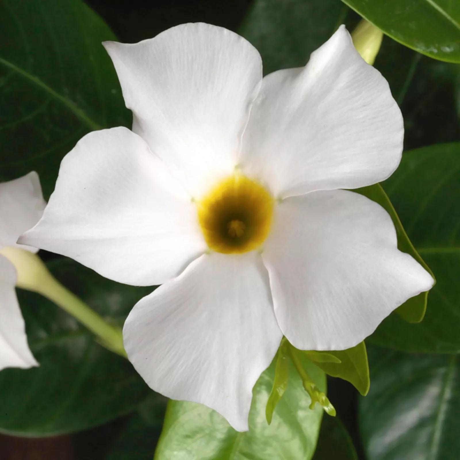 Mandevilla (Dipladenia) ‘Madinia White’ Live Plant Well-Rooted Starter P... - $492.09 MXN