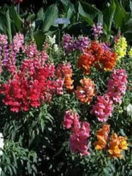 Top Seller 2000 Northern Lights Mix Snapdragon Linaria Maroccana Flower ... - $14.60