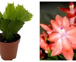TOP SELLER Sunset Dancer Christmas Cactus Plant - Zygocactus - 2&quot; Pot - NEW - $29.93