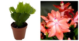 TOP SELLER Sunset Dancer Christmas Cactus Plant - Zygocactus - 2&quot; Pot - NEW - $29.93