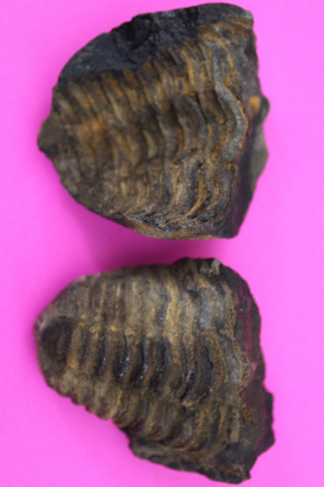 Authentic Trilobite Geode Fossil 450 Million Years Old Morroco Dino Girl... - $29.99