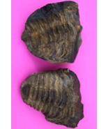 Authentic Trilobite Geode Fossil 450 Million Years Old Morroco Dino Girl... - $41.13 CAD