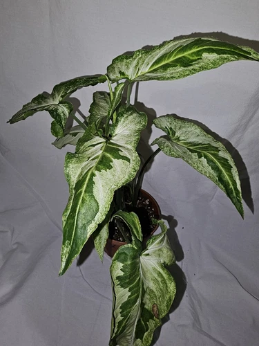 Syngonium Three Kings Live Plant In 4 Inch Pot Magic Marble Jade Ghost V... - $36.98