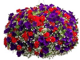 100 Seeds Hanging Petunia Plantas Melissa Flower Flores Flowers Bonsai Pot Plant - £6.60 GBP