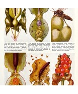 Fertilization And Growth Of Flowers From Insects 1940s Lithograph Print ... - €34,35 EUR