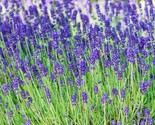 Lavender Seeds 100 Herbs Perennial Garden Plants Aroma Culinary Fast Shi... - $8.99