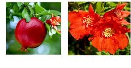 2 To 3 Ft. Seedling Live Plants Pomegranate Fruit Tree Wonderful Punica Granatum - £65.53 GBP