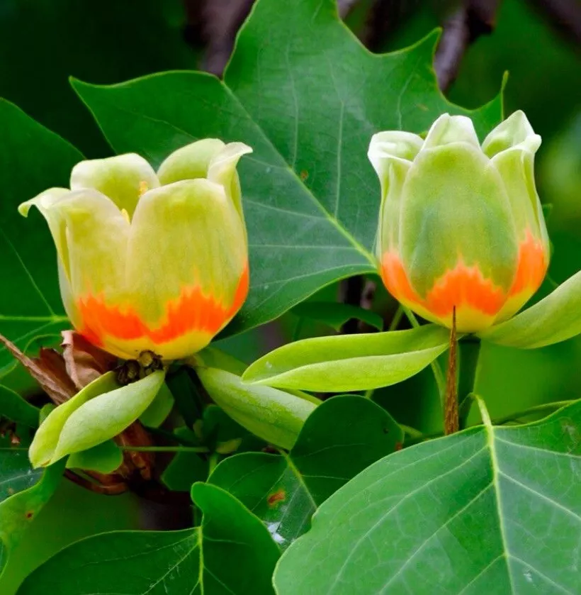 Liriodendron Tulipifer Tulip Poplar 7 Live 12&quot; Tree Cuttings Yellow Flow... - £22.43 GBP