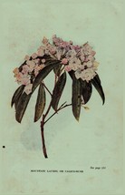 Vintage 1922 Print Mountain Laurel Mayflower 2 Side Flowers You Should Know - €17,11 EUR