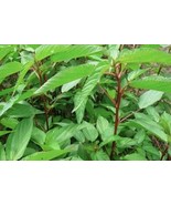 Guashi Store 400 Molokhia Egyptian Spinach Saluyot Jute Seeds 48 Hrs Soa... - $8.99