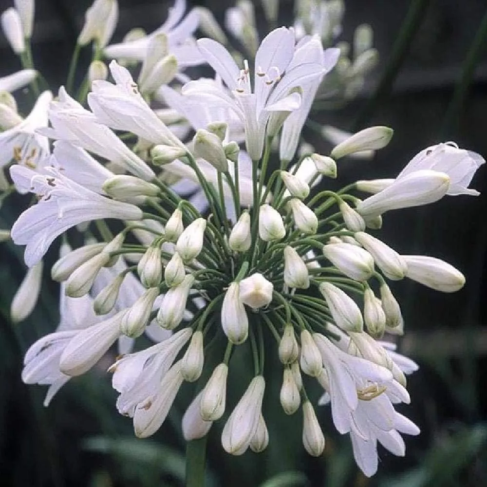 Agapanthus Getty White 10 Plants Blooming Groundcover - £57.00 GBP