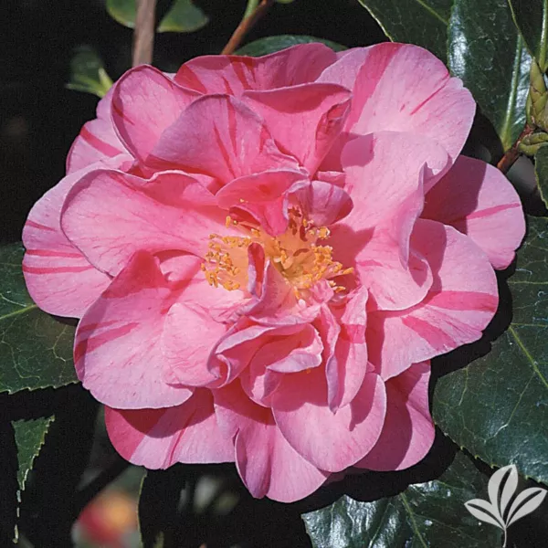 Dads Pink Camellia Japonica Starter Plant Pink With Dark Pink/Red Stripe... - £31.49 GBP