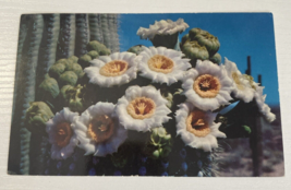 Arizona c1960&#39;s Saguaro Cactus in bloom, flowers - $1.24
