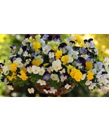 PSA 15 Pansy Seeds Cool Wave Mix Trailing Pansy Hanging Pansy Fast Growing - $247.64 MXN