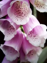 1000 PINK &amp; PURPLE FOXGLOVE MIX Digitalis Purpurea Flower Seeds - £5.84 GBP