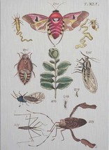 Wall Art Print Natures Museum Bug Insect 29x40 40x29 White - £302.25 GBP