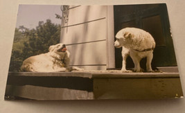 Vintage Postcard Unposted Dogs 2 Dogs On Porch One Looking Back At Other - £1.89 GBP