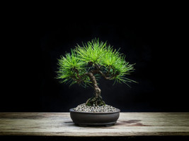 Japanese Black Pine Tree Seeds 30+ Seeds To Grow Must Havegetable Bonsai Specime - £17.93 GBP