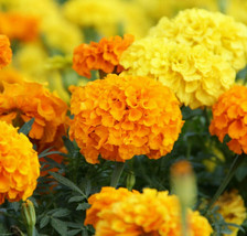 US Seller Cracker Jack African Marigold Tall Orange Yellow Annual Flower New Fre - £6.09 GBP