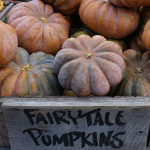 25 Fairytale Pumpkin Seeds Planting Fresh Seeds Gardening USA - £9.96 GBP