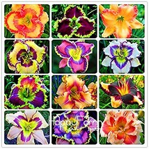 Hybrid Taglilie Blumen Samen Hemerocallis Lily Seeds for Indoor Bonsai Home Gard - £5.41 GBP