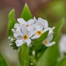 Forget-me-not- White- 200 Seeds_Tera Store - $5.99