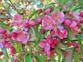 15 Red Splendor Crab Apple Seeds Malus Red Splendor Fresh USA Fast Shipping - $11.90