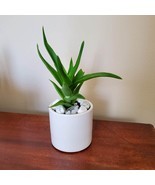 Aloe Plant in White Planter, Live Succulent, Climbing Aloe, Aloiampelos ... - £11.98 GBP