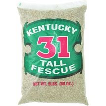 FESCUE TALL KENTUCKY 31 - $101.16