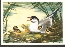 Russia USSR Soviet Fauna BIRDS Sterna hirundo Common Tern with Nestling ... - £2.99 GBP