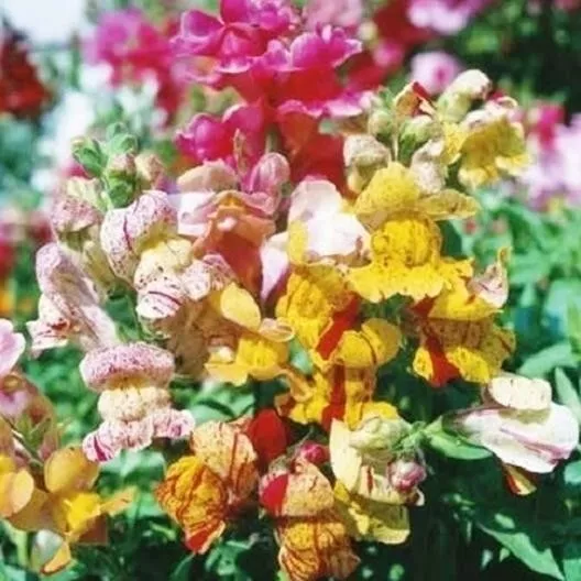 100 Seeds Snapdragon Brighton Rock - £7.70 GBP