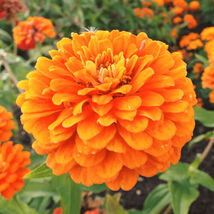 50 Orange King Zinnia Seeds  Giant 5&quot;+ Double Orange Flowers  - €3,86 EUR