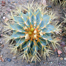 Blue golden barrel cactus, Ferocactus glaucescens seed 50 SEEDS - $183.95 MXN