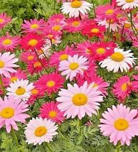 200 Seeds Robinson&#39;s Giant Mix Daisy 3&quot; White Pinks Red Perennial Chrysanthemun - £13.18 GBP