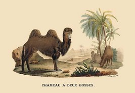 Chameau a Deux Bosses (Camel) by E. F. Noel - Art Print - £17.39 GBP+
