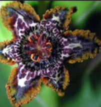 Ferraria crispa Starfish Iris 1 bulb - £11.98 GBP