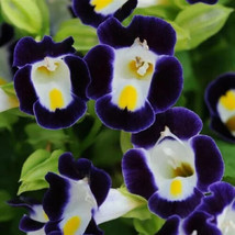 Torenia Kauai Blue And White Wishbone Flower * 20 Pelleted Seeds From US - £6.56 GBP