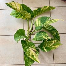 Live Plant Giant Golden Pothos Devil&#39;s Ivy (Epipremnum) 12 to 24 Inches  - £50.25 GBP