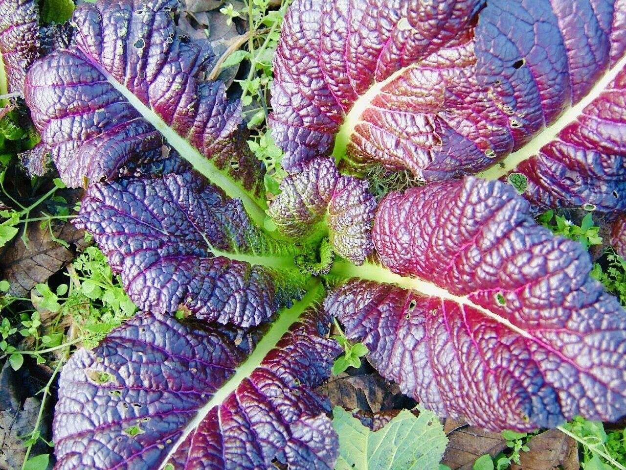 Mustard Red Giant Seeds Fresh Harvest New Fresh  - $3.98