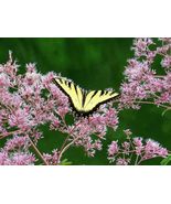 SHIPPED FROM US 160,000 Spotted Joe Pye Weed Seeds, ZG09 - £159.34 GBP
