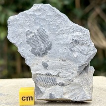 Elrathia Trilobite Fossil - Cambrian USA Genuine Specimen CERTIFICATED - $32.08