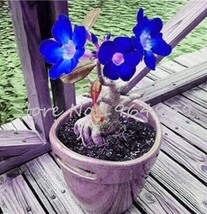 5 Of Adenium Seeds Dark Blue Single Flowers Hybrid F1 - $9.91