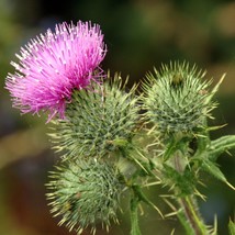 USA Seller Scotch Thistle Seeds Onopordon Acanthium 30  Seeds Free Shipping - $24.95