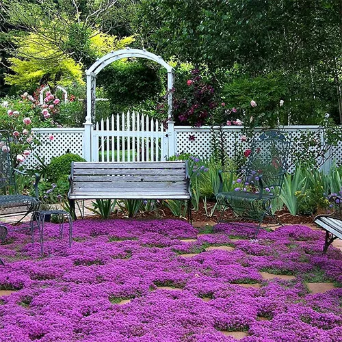  Creeping Thyme Seeds Non-GMO Herb 300 Seeds US Seller - £6.20 GBP