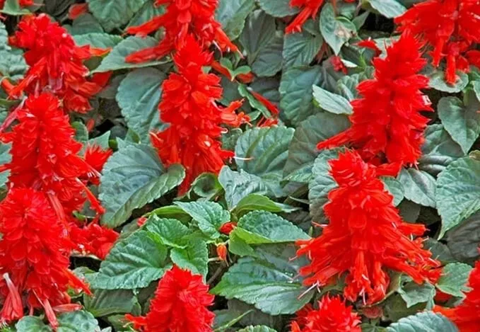 Salvia Seeds- St John&#39;s Fire- Scarlet Red Color - $3.21