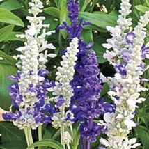 40+ Salvia Seascape Flower Seed Mix Drought &amp; Deer Tolerant - £7.59 GBP