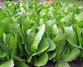 Romaine Lettuce Seed, Paris Island, Heirloom, Organic, Non Gmo, 50+ Seeds, by Co - £3.98 GBP